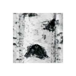 KomarVlies Fototapete Woods 400x270 cm