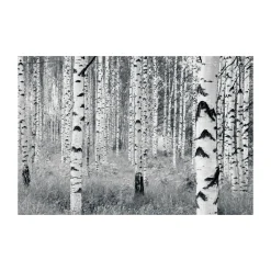 KomarVlies Fototapete Woods 400x270 cm