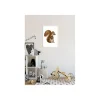 KomarWandbild Cute Animal Squirrel 50x70 cm