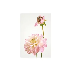 KomarWandbild Dahlia 40x50 cm