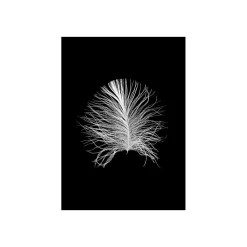 KomarWandbild Feather Black 50x70 cm