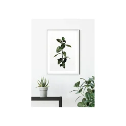 KomarWandbild Ficus Branch 50x70 cm