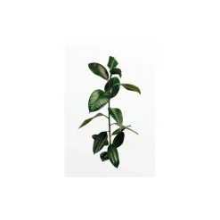 KomarWandbild Ficus Branch 50x70 cm