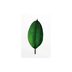 KomarWandbild Ficus Leaf 50x70 cm
