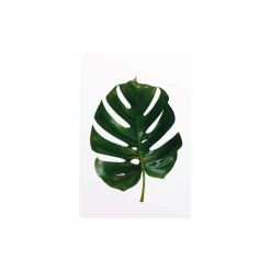 KomarWandbild Monstera Leaf 40x50 cm