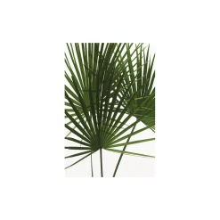 KomarWandbild Palmtree Leaves 40x50 cm