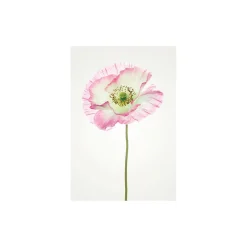 KomarWandbild Poppy 50x70 cm