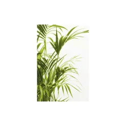 KomarWandbild Reed Leaves- 40x50 cm
