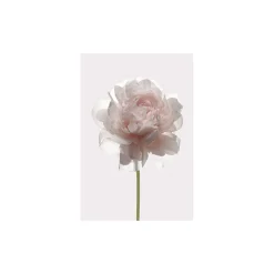 KomarWandbild Rose 50x70 cm