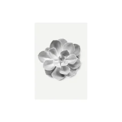 KomarWandbild Succulent Aeonium 50x70 cm