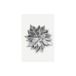 KomarWandbild Succulent Agave 40x50 cm