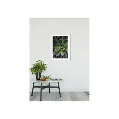 KomarWandbild Succulent Single 40x50 cm