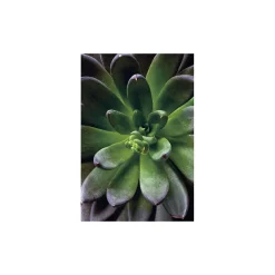 KomarWandbild Succulent Single 50x70 cm