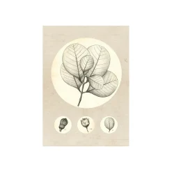 KomarWandbild Transparent Leaf 50x70 cm