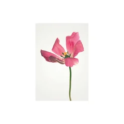 KomarWandbild Tulip 50x70 cm