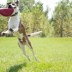 Kong HSZ Flyer Frisbee L rot Dm.22,5cmNaturkatuschuk
