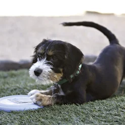 Kong HSZ Puppy Flyer Frisbee 18cmfarbl. sortiert Naturkatuschuk