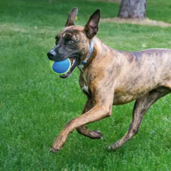 KONG Hundespielzeug Squeakair Ultra Balls Durchmesser 7 cm 3 Stück