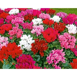 PlantiflorAlpenveilchen Topf Durchmesser 10,5 cm