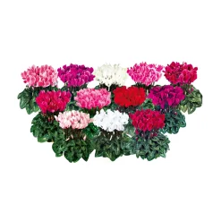 PlantiflorAlpenveilchen Topf Durchmesser 10,5 cm