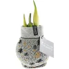PlantiflorAmaryllis mit Socke gewachst ca 32 cm