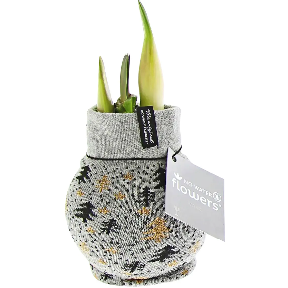 PlantiflorAmaryllis mit Socke gewachst ca 32 cm
