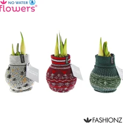 PlantiflorAmaryllis mit Socke gewachst ca 32 cm