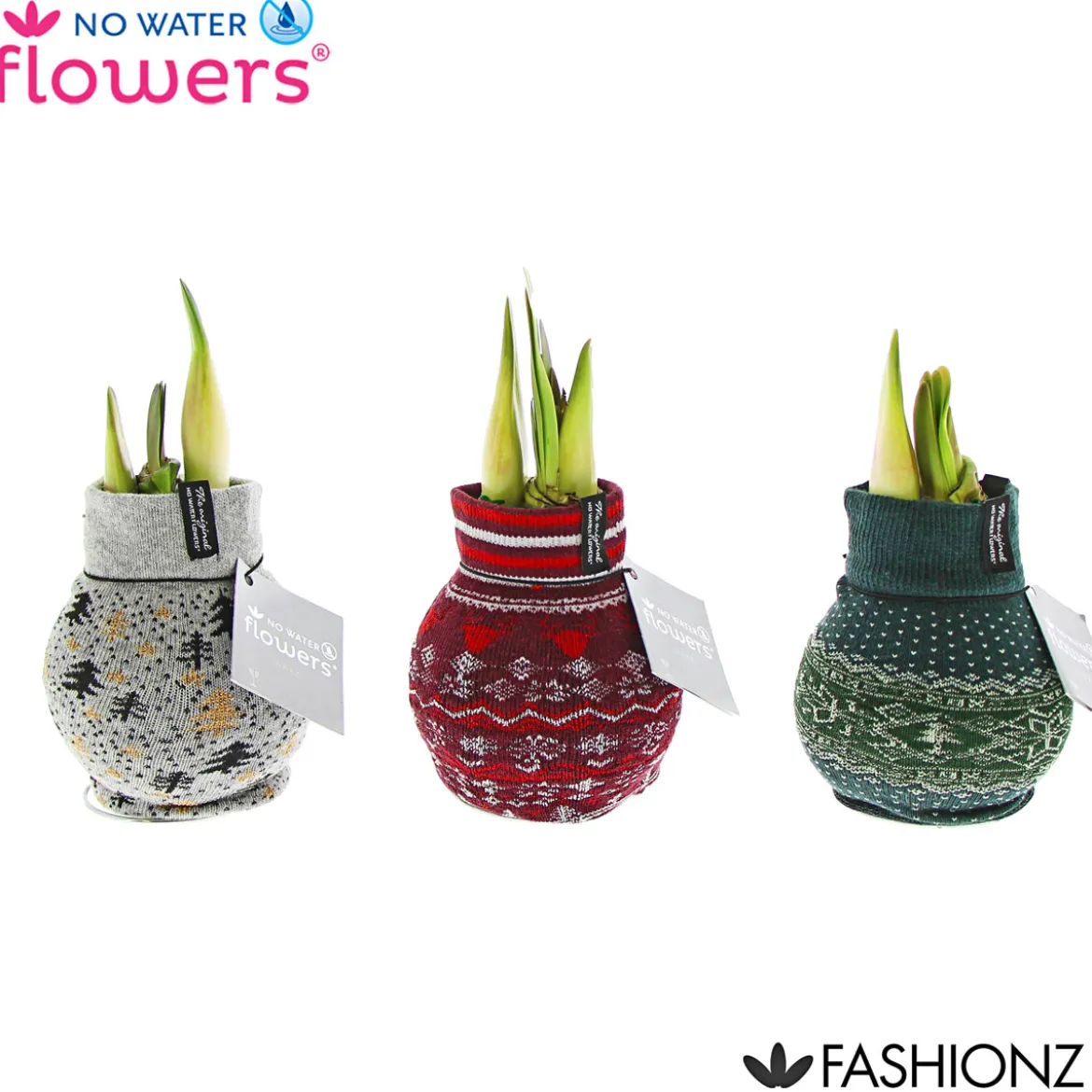 PlantiflorAmaryllis mit Socke gewachst ca 32 cm