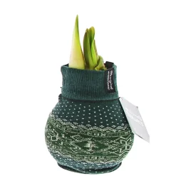 PlantiflorAmaryllis mit Socke gewachst ca 32 cm