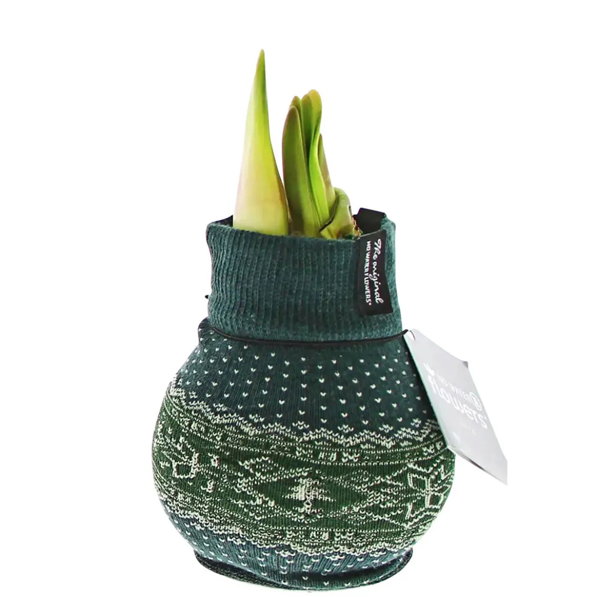 PlantiflorAmaryllis mit Socke gewachst ca 32 cm