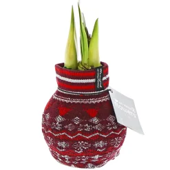 PlantiflorAmaryllis mit Socke gewachst ca 32 cm