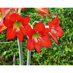 PlantiflorAmaryllis Topf Durchmesser 12 cm