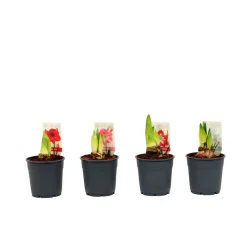 PlantiflorAmaryllis Topf Durchmesser 12 cm