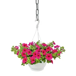 PlantiflorAmpelpflanze Petunie Topf- Durchmesser 21 cm
