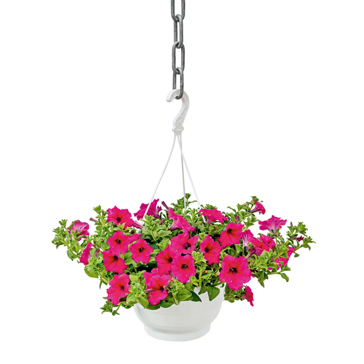 PlantiflorAmpelpflanze Petunie Topf- Durchmesser 21 cm