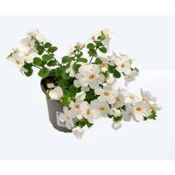 PlantiflorBacopa T10,5