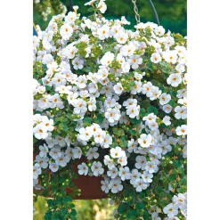 PlantiflorBacopa T10,5
