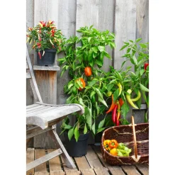 PlantiflorBalkongemüse Topf Durchmesser 11 cm