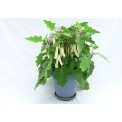 PlantiflorBalkongemüse Topf Durchmesser 11 cm