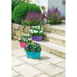 PlantiflorBallonblume Ton in Ton Topf- Durchmesser 12 cm