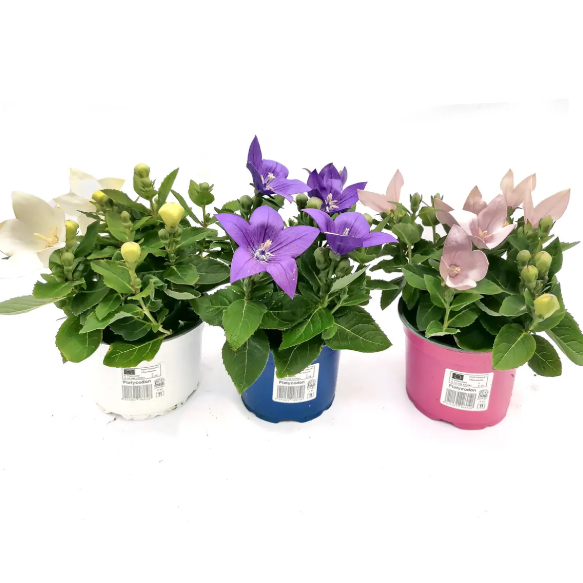 PlantiflorBallonblume Ton in Ton Topf- Durchmesser 12 cm