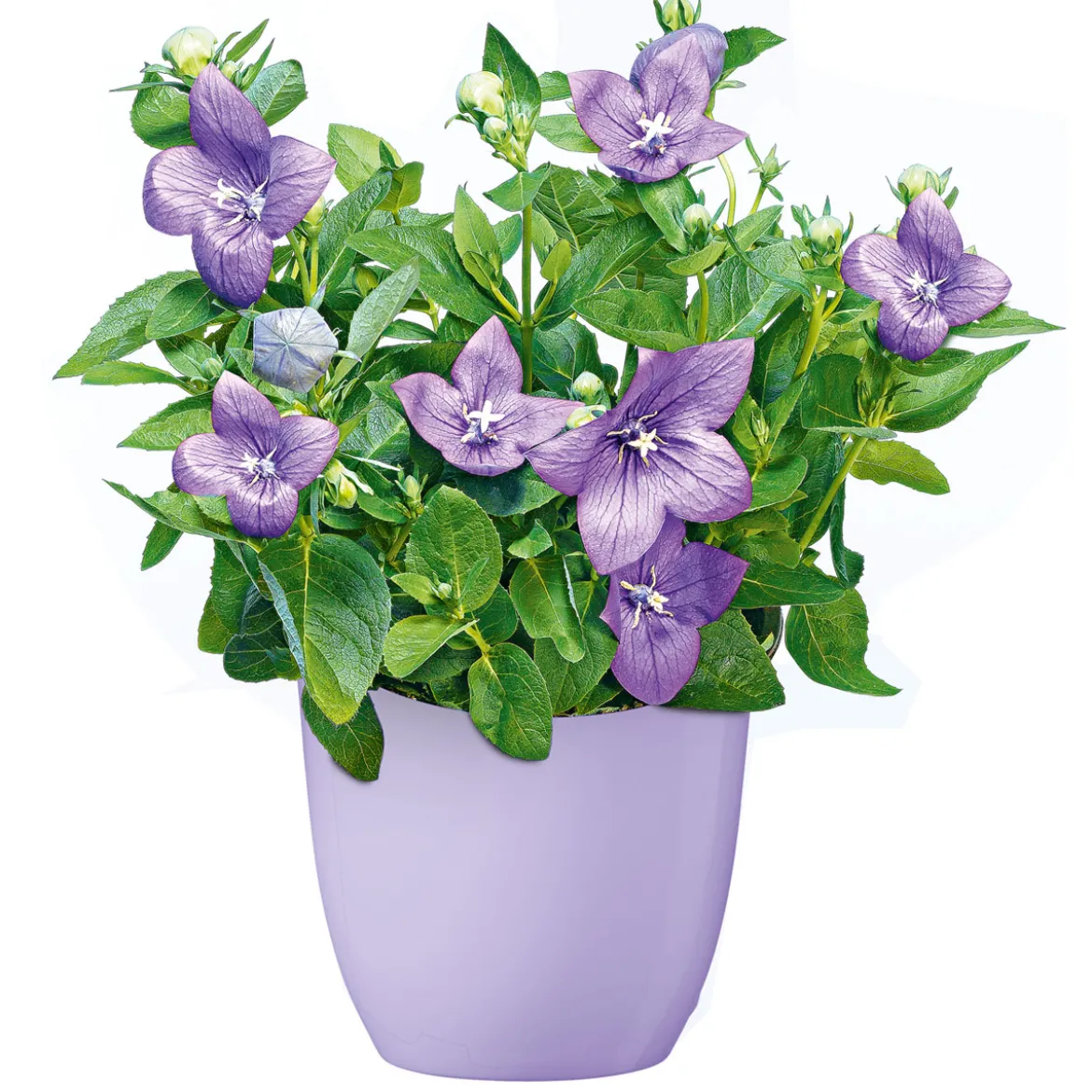 PlantiflorBallonblume Ton in Ton Topf- Durchmesser 12 cm