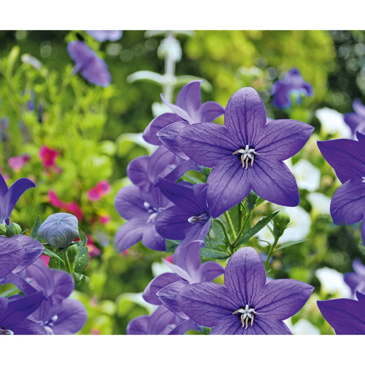 PlantiflorBallonblume Ton in Ton Topf- Durchmesser 12 cm