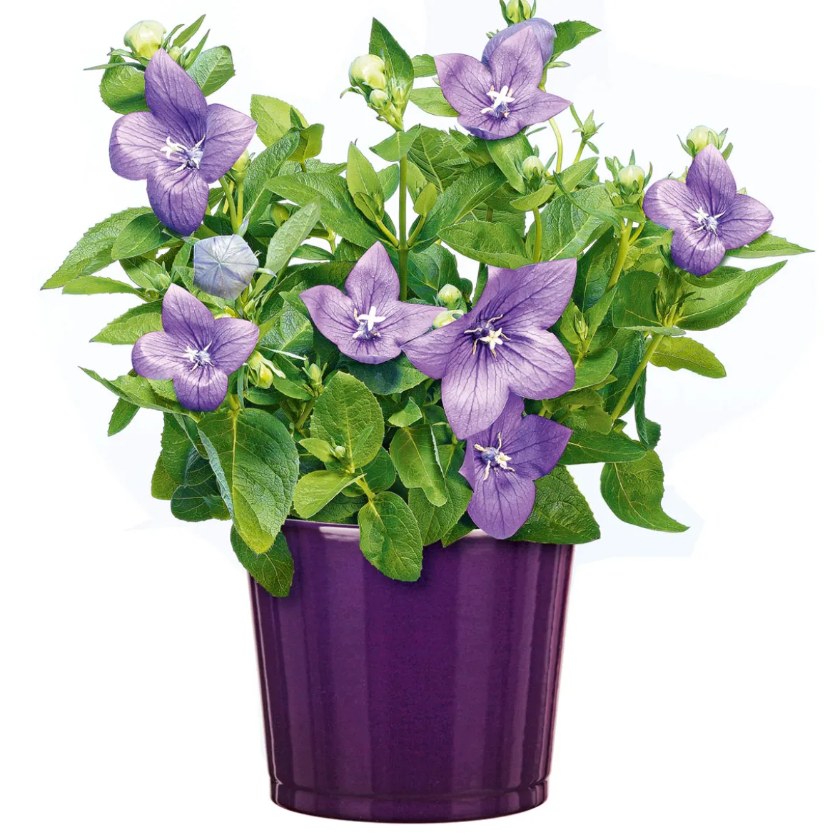 PlantiflorBallonblume Ton in Ton Topf- Durchmesser 12 cm