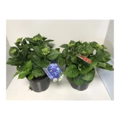 PlantiflorBauernhortensien versch Farben Topf Durchmesser 20 cm
