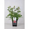 PlantiflorBeet-Duftrose rot Topf 23 cm