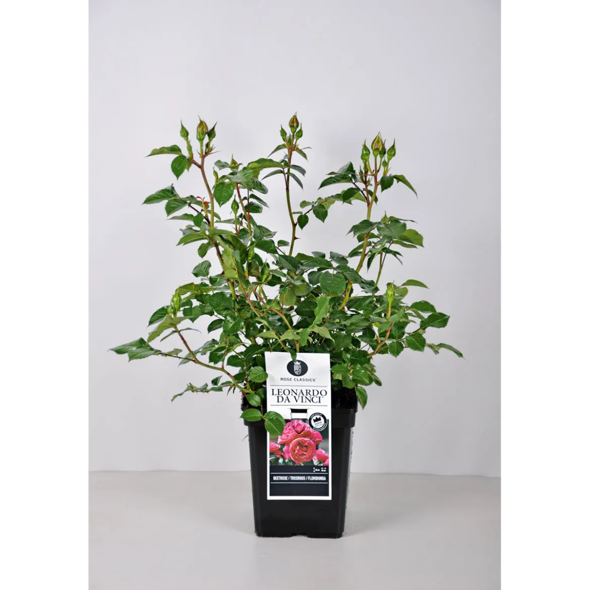 PlantiflorBeet-Duftrose rot Topf 23 cm