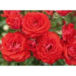 PlantiflorBeet-Duftrose rot Topf 23 cm