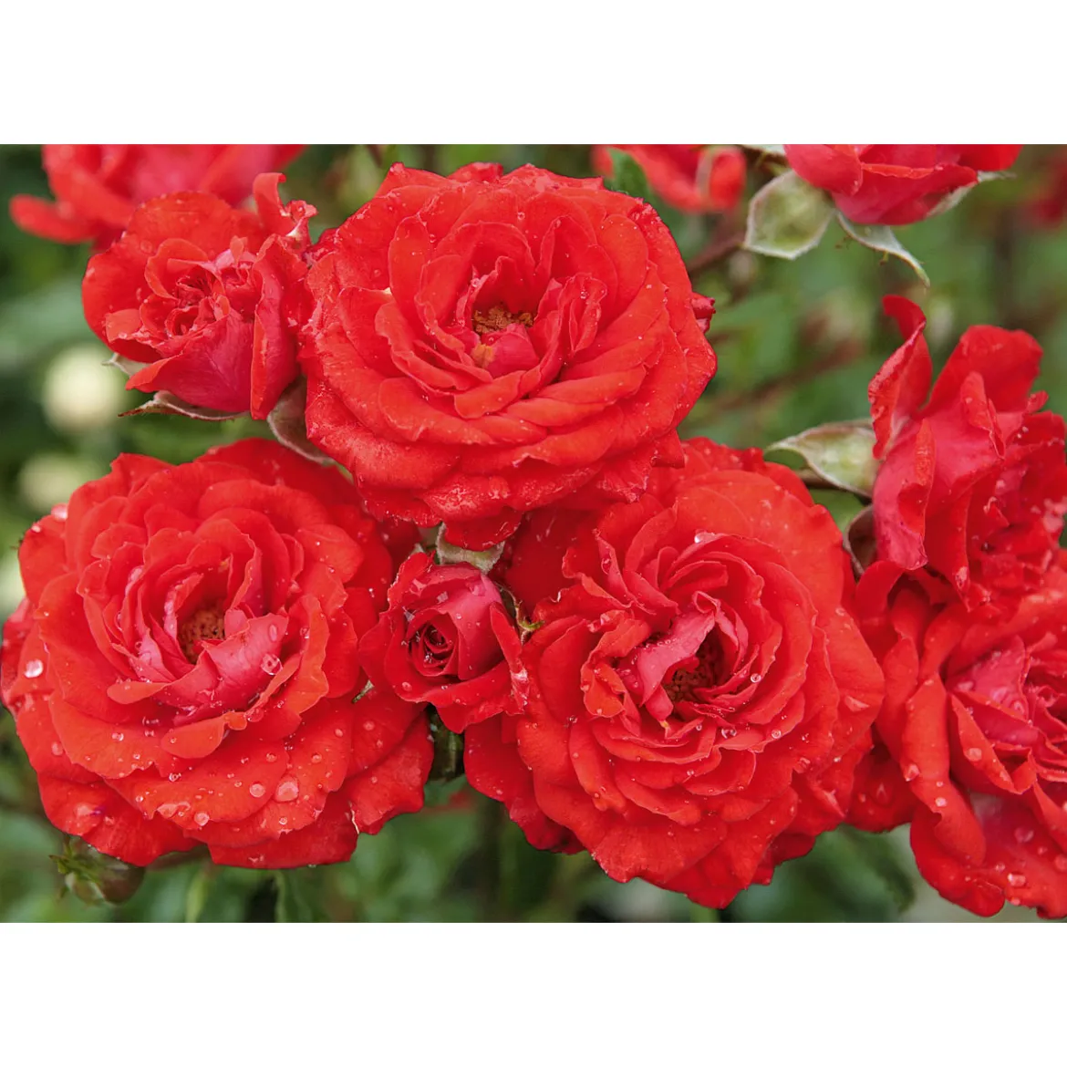 PlantiflorBeet-Duftrose rot Topf 23 cm