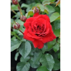 PlantiflorBeet-Duftrose rot Topf 23 cm